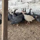 دجاج حبشي الحجل البلدي دجاج الوادي العمر اربع اشهر تقريبا ..