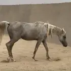 حصان شعبي