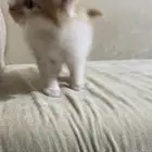 قطة