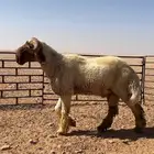 للبيع فحل نعيم