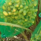 تمر خلاص وصقعي ومجدول