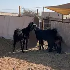 معزا خلفات