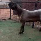 فحل شامي