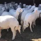 ذبايح حريات وبلدي خرفان رخال تيوس مع السلخ والتوصيل