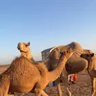 قعود على ولد مشكور الرئاسه