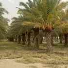 نخل صفري تتراوح أطواله من 2 متر إلى 4 متر
