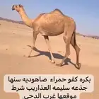 بكره ولقحات وضرايب