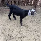 تيس نظيف