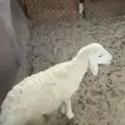رخل حريه