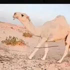 للبيع جمل