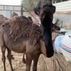 حشو قعدان