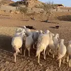 غنم مراح كفو شرط من كل الامراض