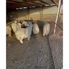 طليان نعيم