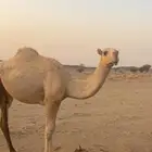 بكار للبيع