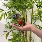 كنيور يلو سايد اليف هدد