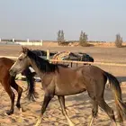 حصان عربي