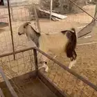 عنز طيبه تم البيع