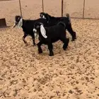 تيوس ذبايح