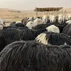 غنم