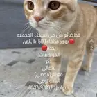 قط مفقود