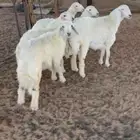 5 رخال العمر 6 شهور