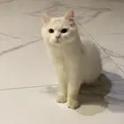 قط شيرازي ذكر وملحقاته