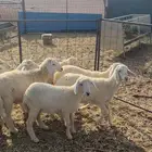 رخال تربيه العمر 4 شهور صحتها ممتازه الموقع الحناكيه