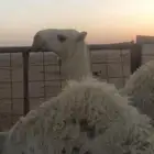 بعير علياني منتج