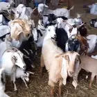 معزاء مع الفحول