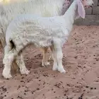 للبيع شياه عيساء كفووو والد تمم البيع