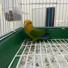 عصفور روز