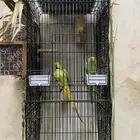 زوج دره اليف تربيه ومتوالف على وشك انتاج