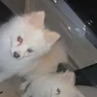 للبيع كلب بومرينيان