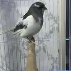 دكور كناري تغريد