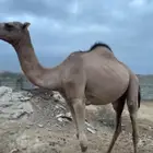 حاشي مرعى وحليب