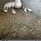 جوز فنكس ذيل طويل