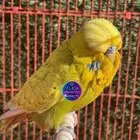 بادجي ( طير حب) انجليزي