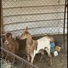 فحل وا 4 معزا