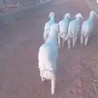 بهم حري العمر 4 تم البيع