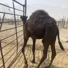 بكره مجهم مقفله شحم سنها من 6شهور الا 7 موقعها الاحساء