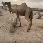 لقحة لها 10شهور