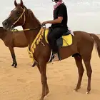حصان شعبي كفو
