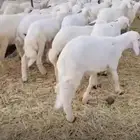 طليان تربية