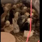 صيصان بلدي العمر اسبوع العدد 150 تقريبا