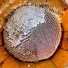 عسل طلح انتاج مناحل محمد البلوي لعام 1447