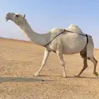 العشرا الوضحا ام البكره الكفو