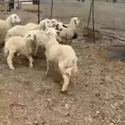 رخال