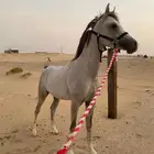حصان شعبي اقبل بدل بالإنجليزي