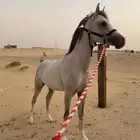 مهر عربي كفوو