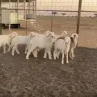 بهم طيب العدد 13 كلها خرفان شهرين و نص للتواصل